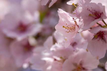 高遠小彼岸桜