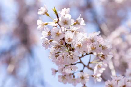 枝垂桜