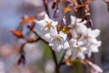 稚木の桜(ワカキノサクラ)