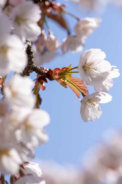 白山桜