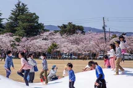 染井吉野