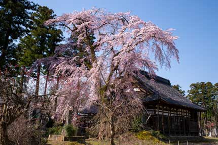 日朝寺さんの枝垂れ桜