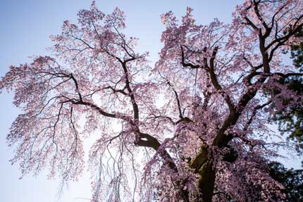 枝垂れ桜