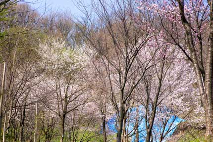 金谷山さくら千本の会の方々が植えた桜