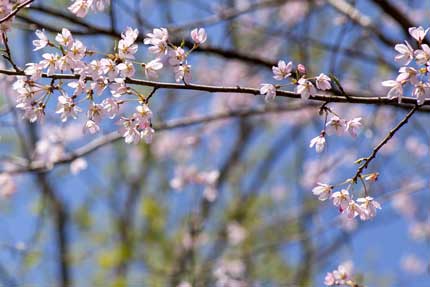 綺麗な桜