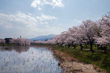 高田城址公園の桜