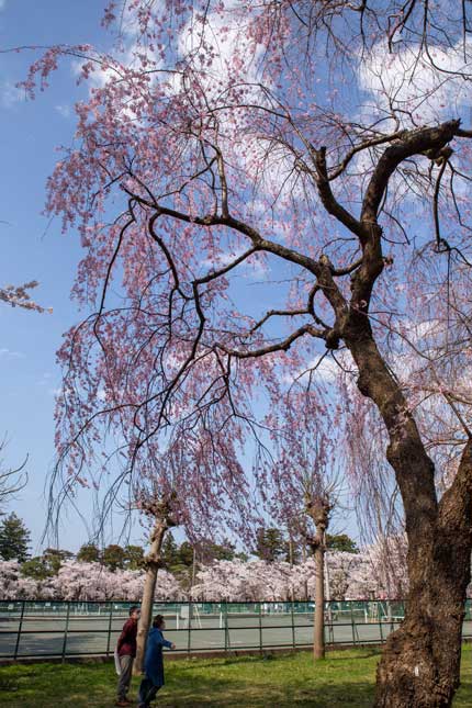 紅枝垂れ桜