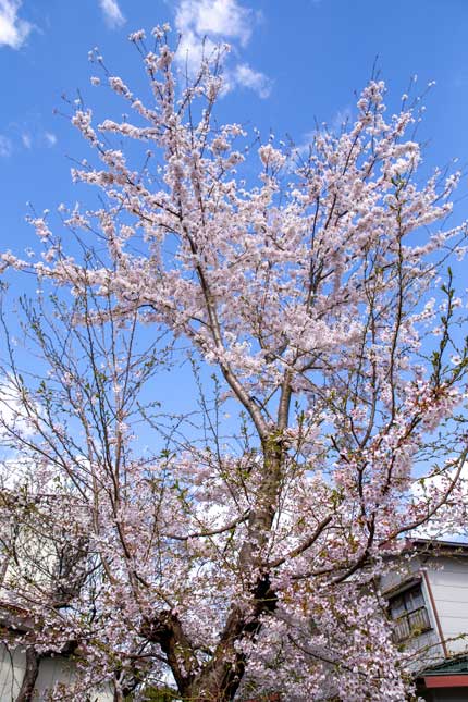 我が家の桜