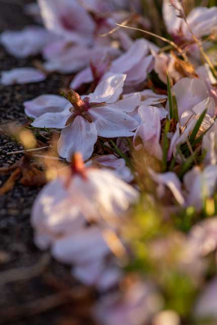 染井吉野の花びら