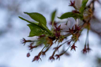 サクラ 'ソメイヨシノ'桜 '染井吉野'