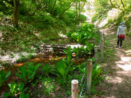 ミズバショウ群生地