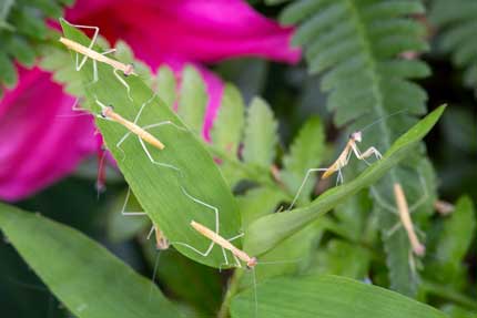 小さなカマキリ