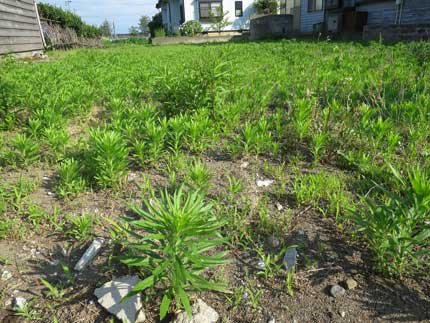 雑草がたくさん生い茂っていました