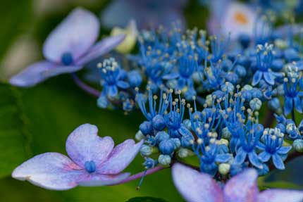 額紫陽花