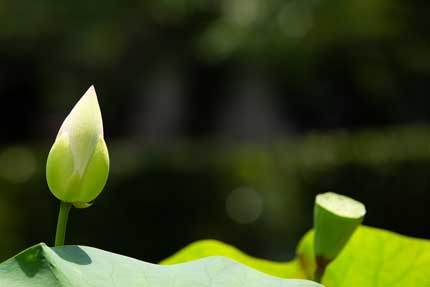 はすの花