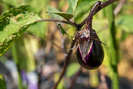 茄子ナスaubergine