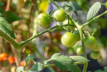 ミニトマトtomato