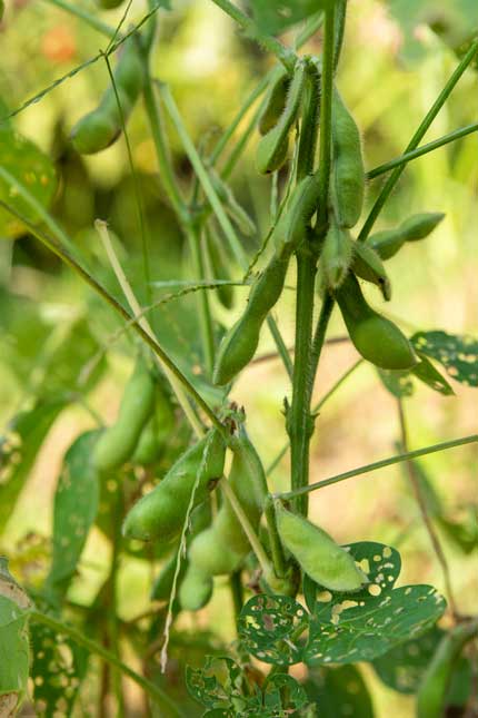 枝豆エダマメedamame