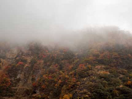 見頃の紅葉