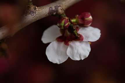 梅の花