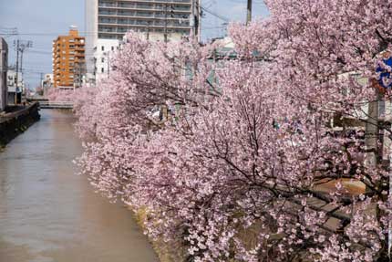 儀明川沿いの小彼岸桜