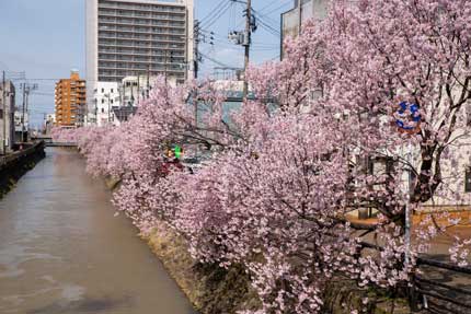 儀明川の小彼岸桜は満開