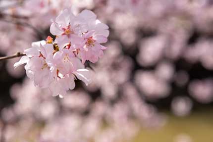 艶やかな小彼岸桜