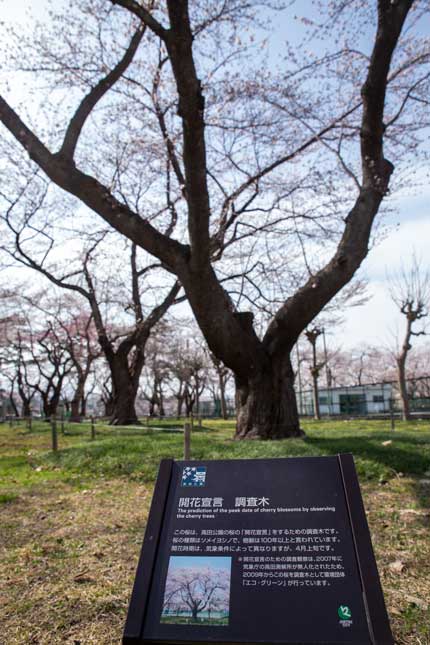 高田城址公園の桜の開花が宣言