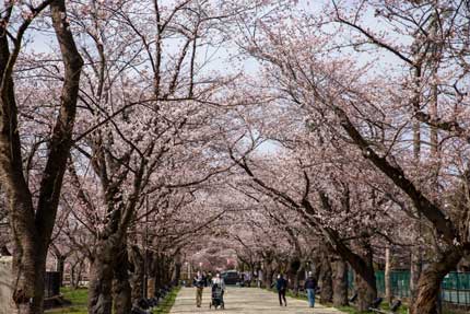 陸上競技場東側のさくらロード