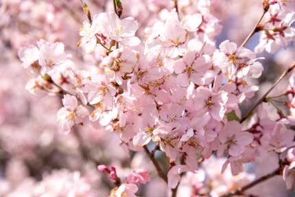 高遠小彼岸桜