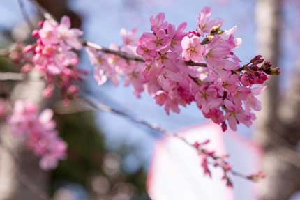 紅枝垂れ桜