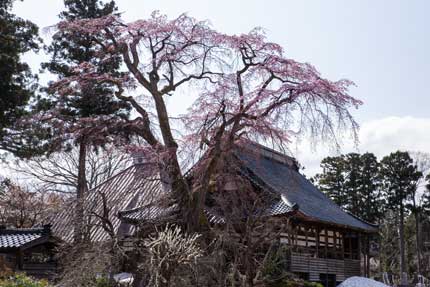 日朝寺の枝垂れ桜