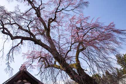 大きな枝垂れ桜