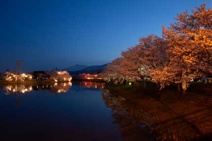 西堀から見る妙高山と桜