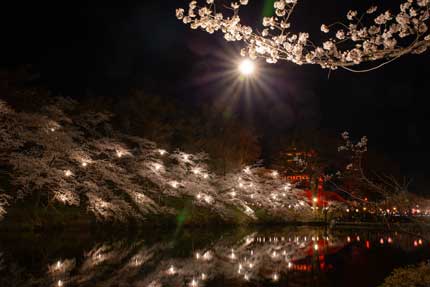 高田城三重櫓と桜
