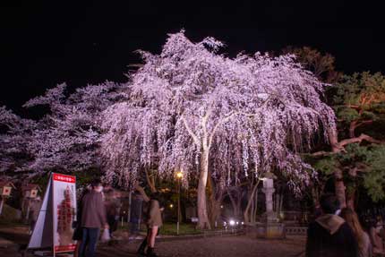 写真撮影も容易