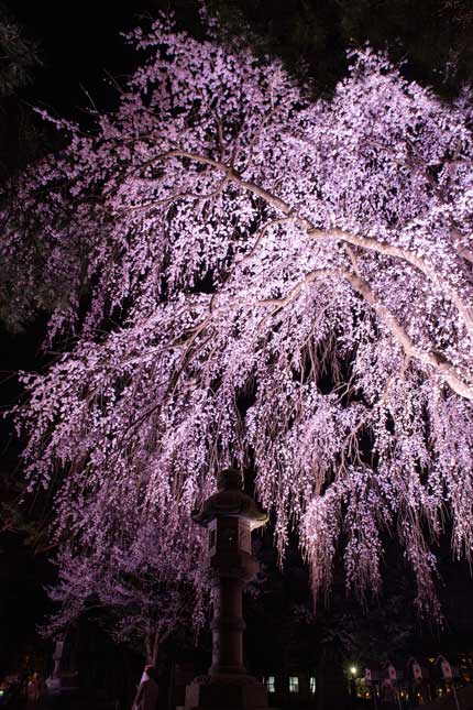 枝垂れ桜