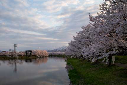 西堀から見る妙高山と桜
