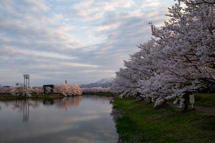 西堀から見る妙高山と桜