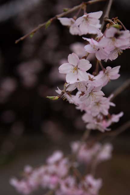 枝垂れ桜