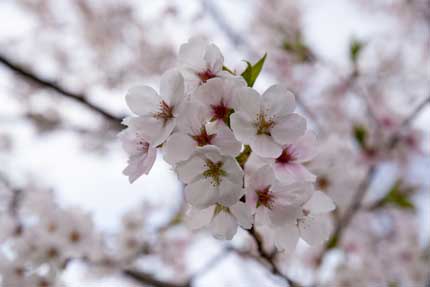 沢山の花を咲かせました