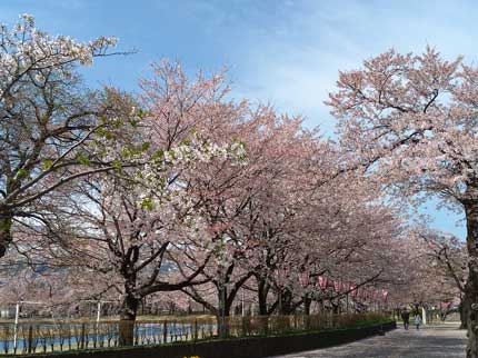 高田城址公園の染井吉野