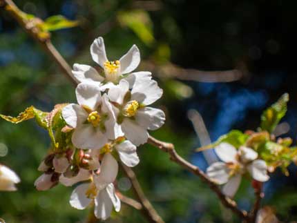 山桜