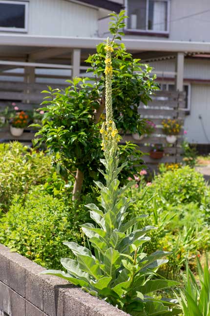 ビロードモウズイカ：天鵞絨毛蕊花