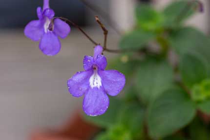 ストレプトカーパス・サクソルム：Streptocarpus saxorum