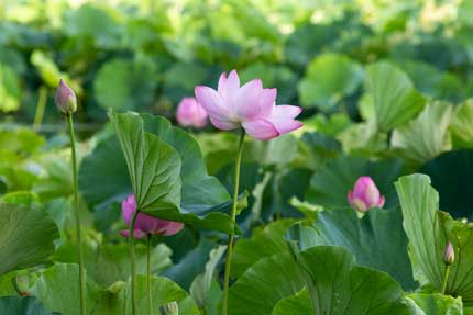 西堀に咲いた蓮の花