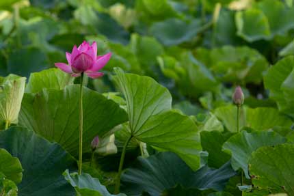 西堀のハスの花