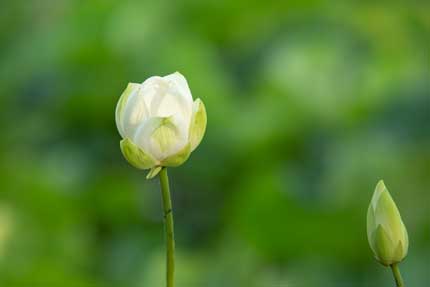 観蓮園にある蓮の花