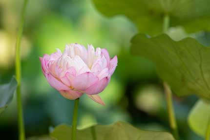 観蓮園にある蓮の花1