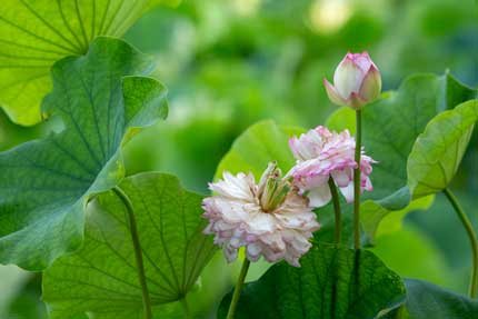 観蓮園にある蓮の花2